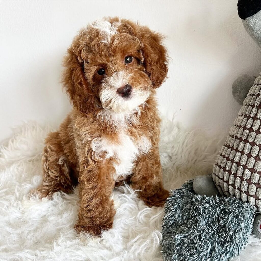Brody Miniature Poodle •••••••#dog #puppies #dogs #puppiesofinstagram #pups #teacup #poodles #teacuppoodles #cute #minipoodles #adorable #dogsofinstagram #brownpoodles #poodlesofinstagram #minipoodles #minipood