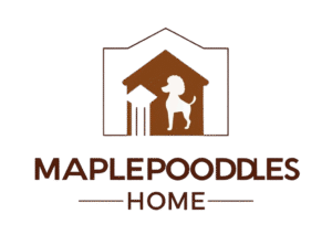 MAPLE POODLE PUPPIES HOME